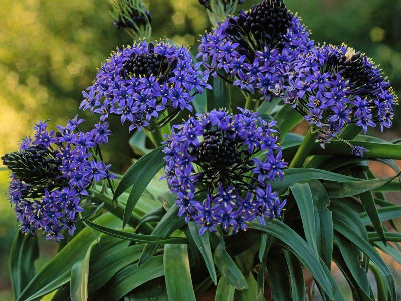 Scilla Peruviana