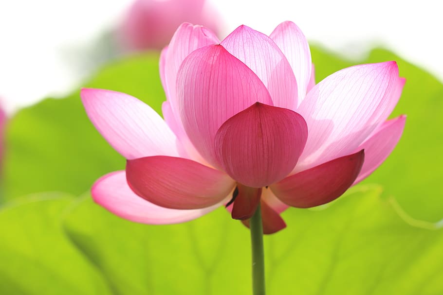 Flor de Loto (Nelumbos y nenúfares)
