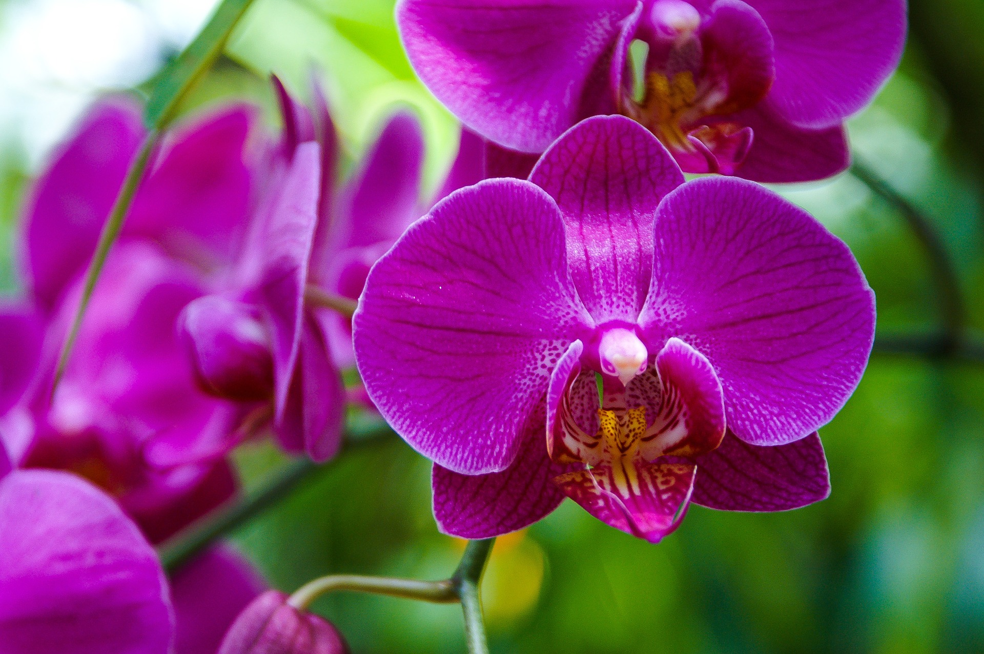 Orquídeas
