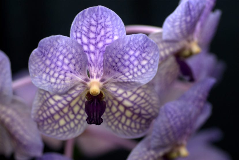 Vanda Rothschildiana de flores azuladas