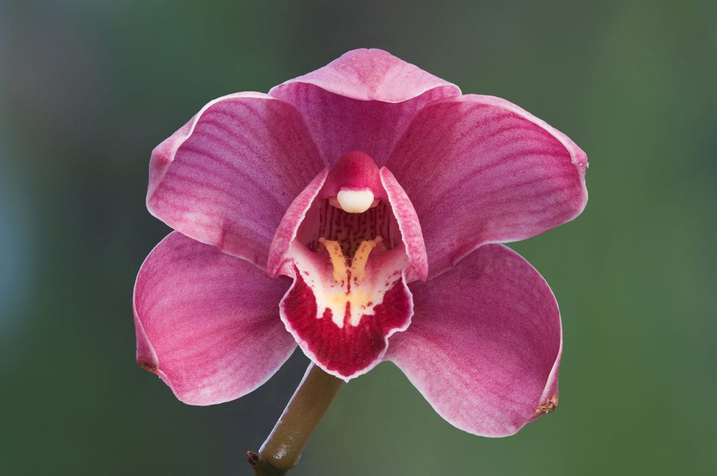 Cinco tipos de orquídeas fáciles de cultivar en casa