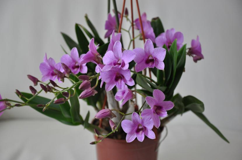 Orquídea Dendrobium en maceta