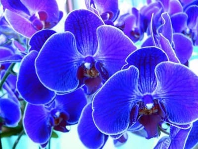 Orquídeas en cultivo