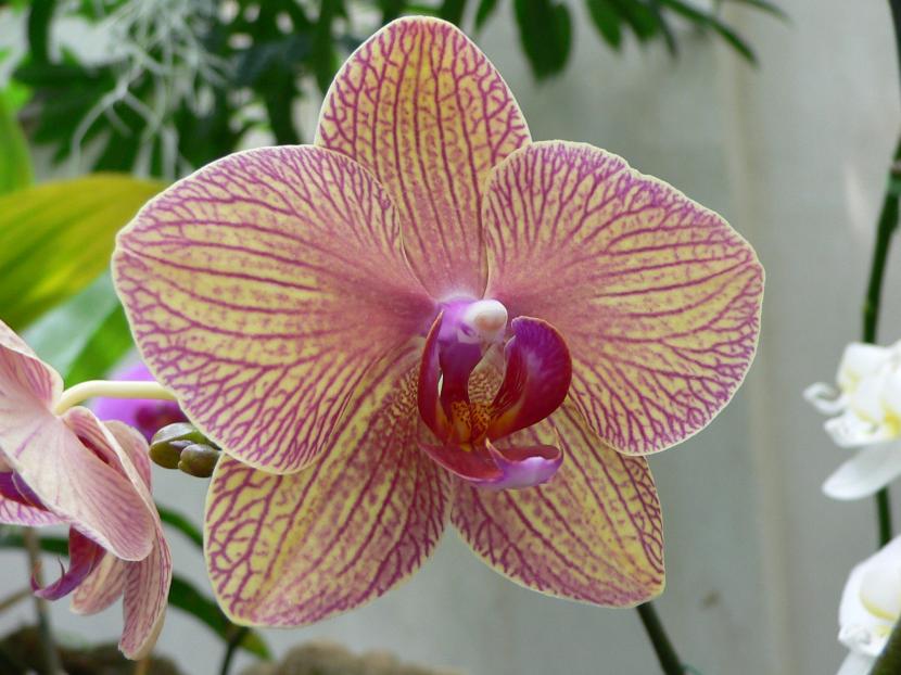 Cuidados de las orquídeas en invierno: guía práctica