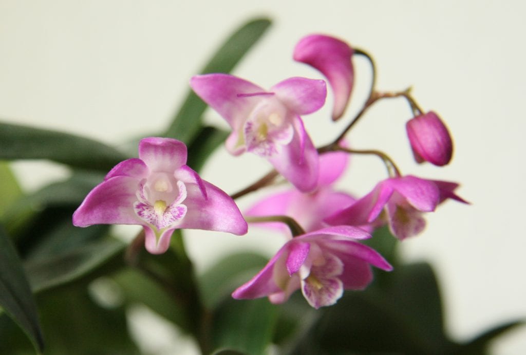 Cómo trasplantar una orquídea paso a paso