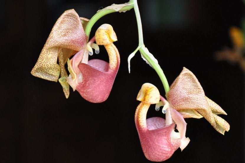 Flor colgante de Coryanthes speciosa