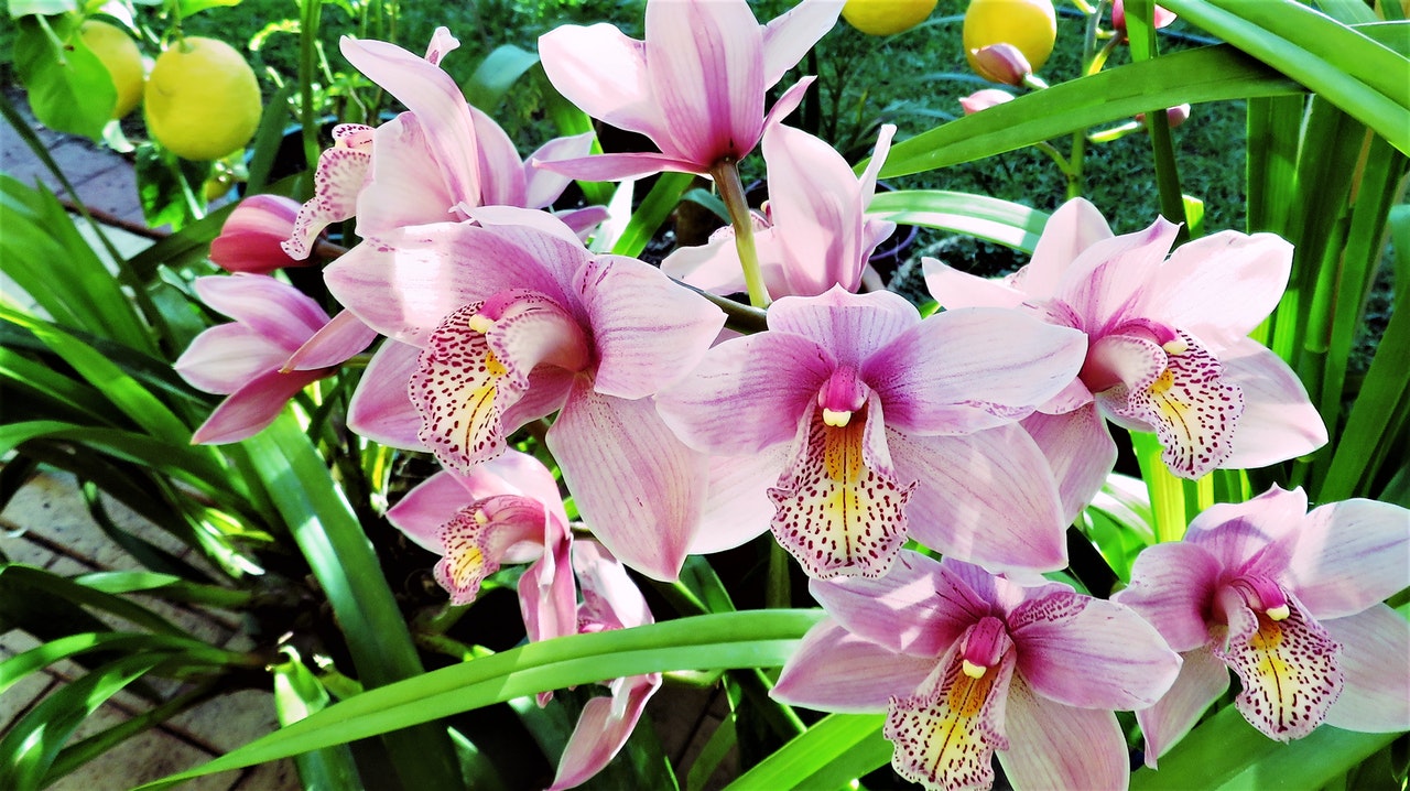 El mejor sustrato para orquídeas: corteza, musgo y qué evitar