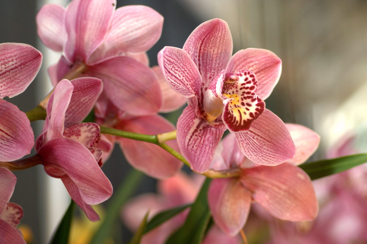 Cuándo regar la orquídea: la señal está en el color de la raíz
