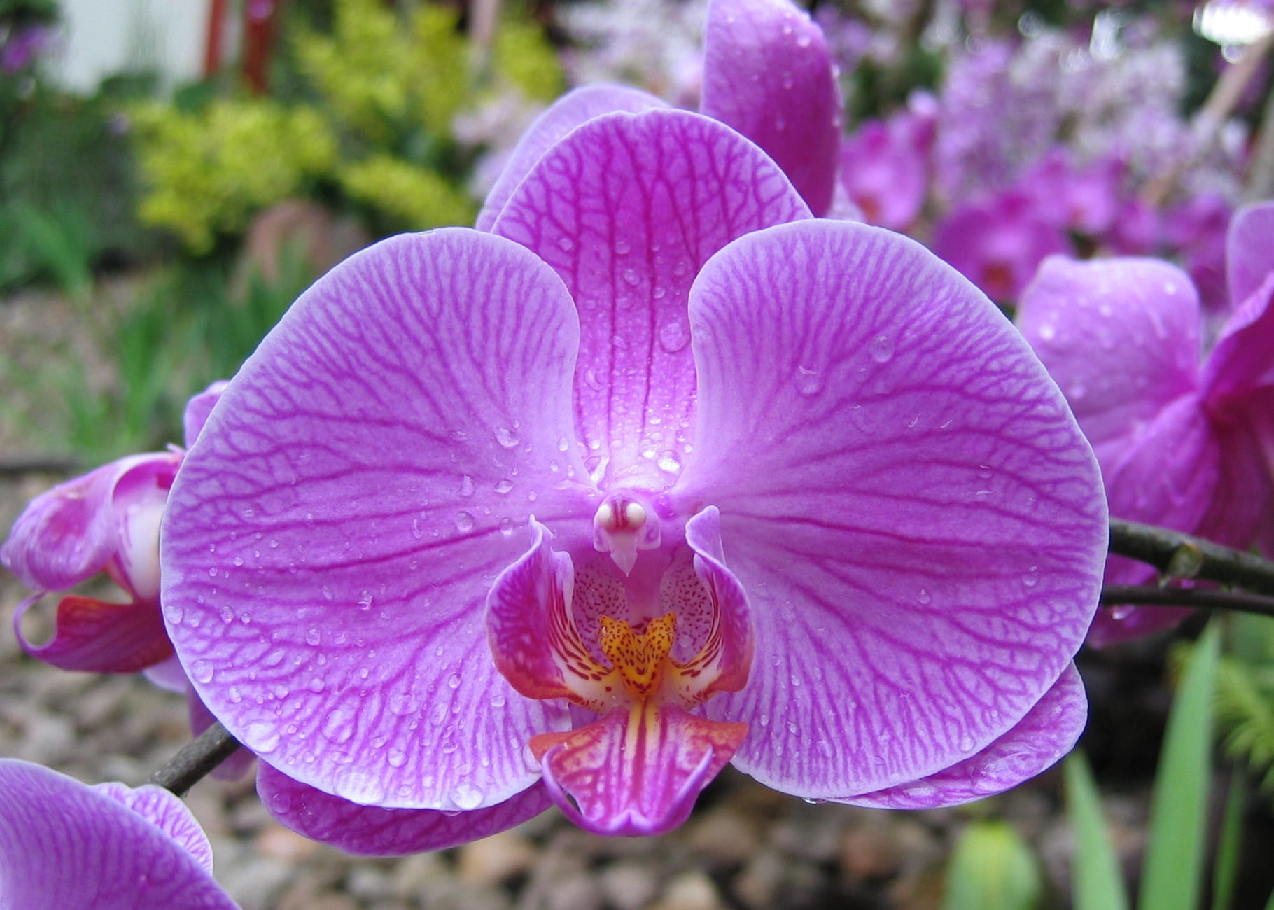 Trasplantar orquídeas: cuándo hacerlo y cómo