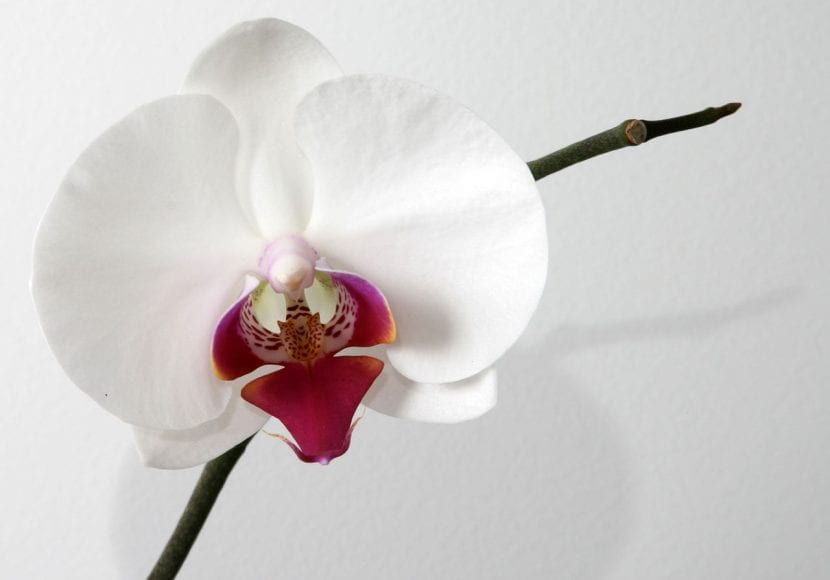 Orquídea Phalaenopsis en plena floración