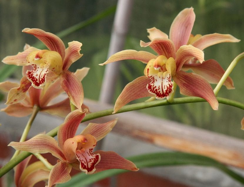 Cymbidium iridioides, una de las especies botánicas del género