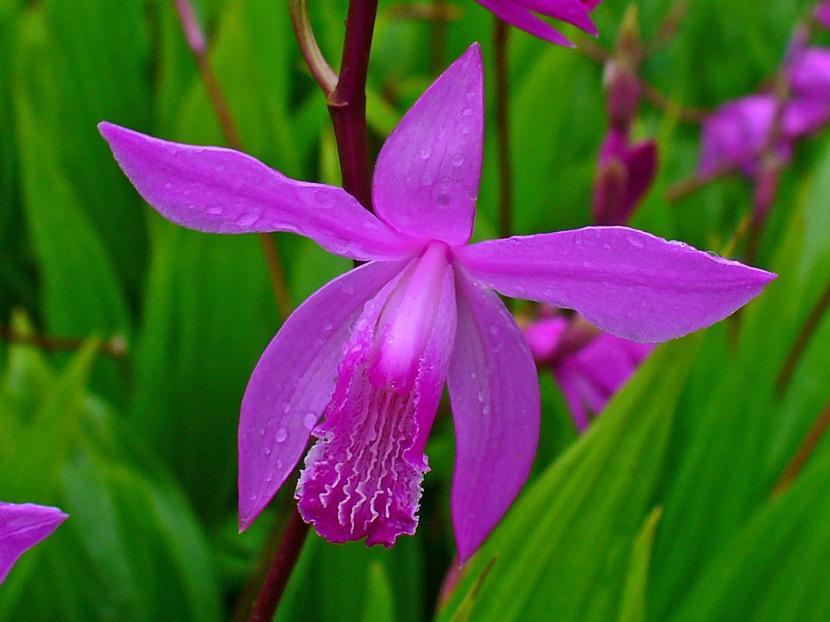 Detalle de la flor rosa púrpura de Bletilla striata