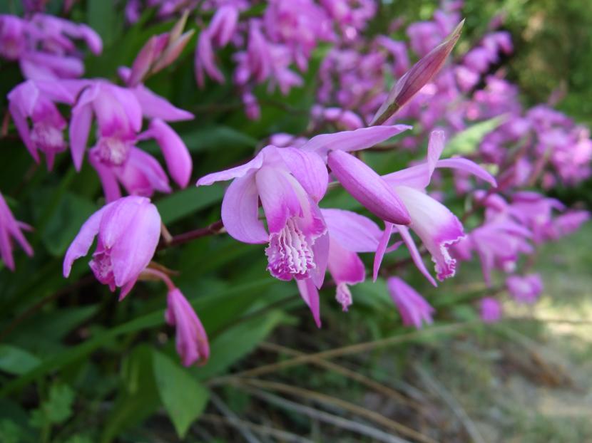 Flores rosadas de Bletilla striata en el jardín