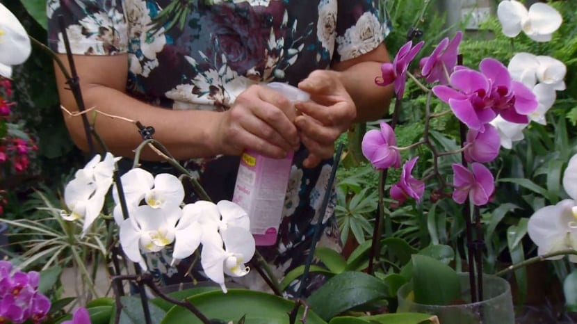 Abonando una orquídea en maceta