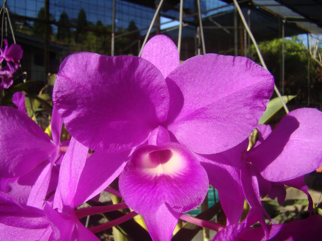 Guaria morada: cultivo, luz, riego y floración