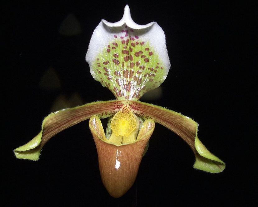 Flor de Paphiopedilum insigne, la zapatilla de Venus de cultivo