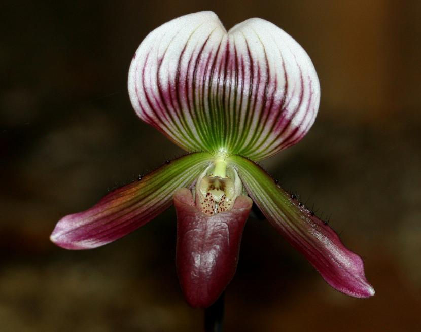 Paphiopedilum callosum de hoja moteada en flor