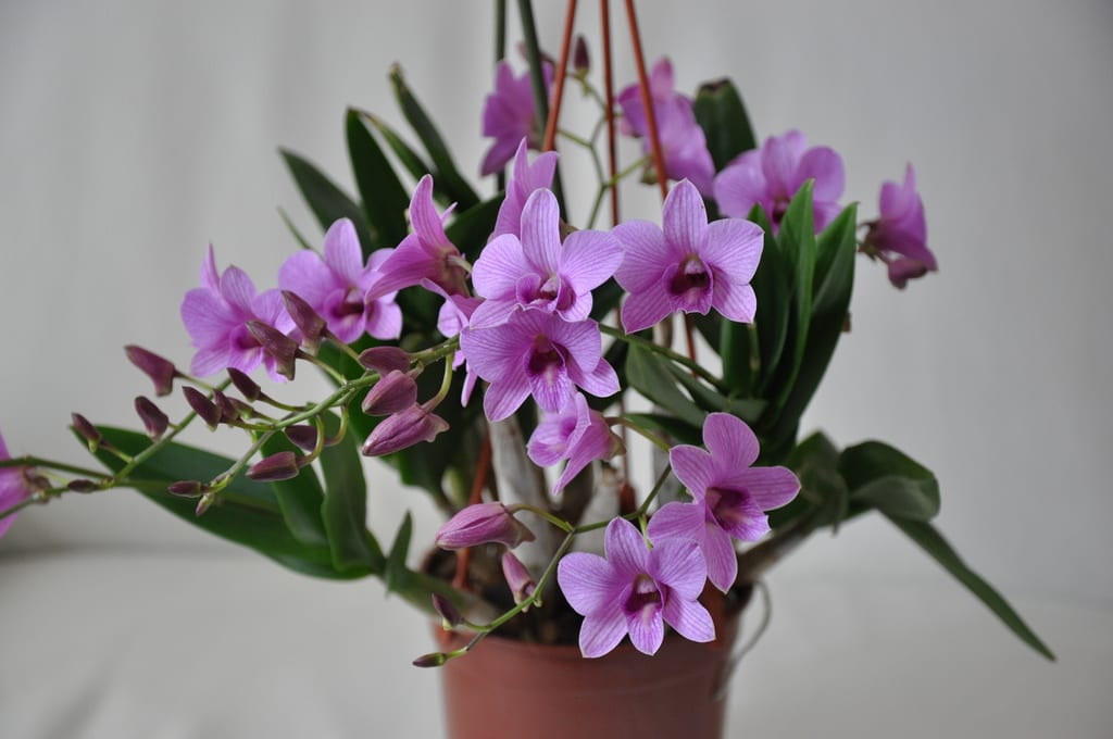 Dendrobium cultivado en maceta con sustrato de corteza