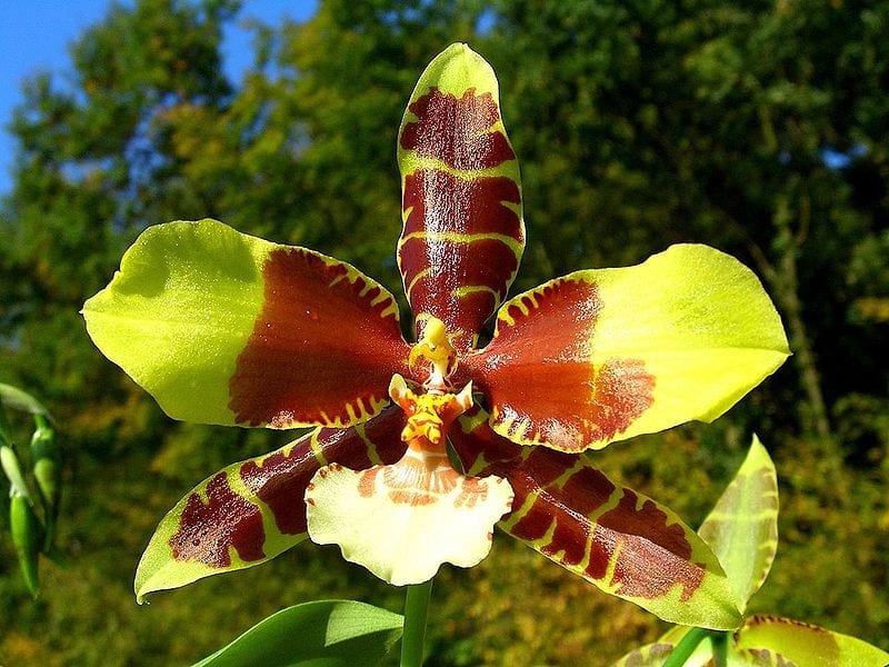 Flores de Rossioglossum grande, conocido como orquídea tigre y vendido durante décadas como Odontoglossum grande