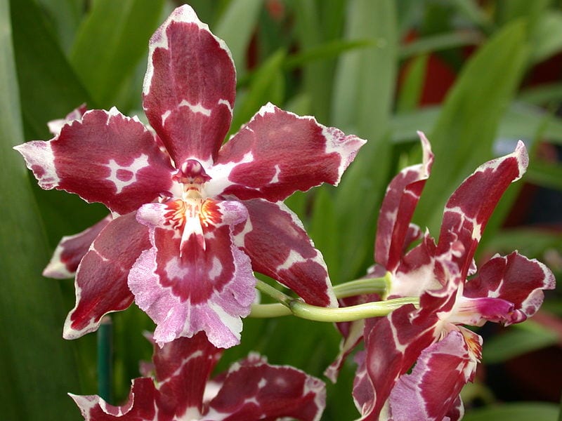 Odontoglossum: cultivo, riego y floración paso a paso