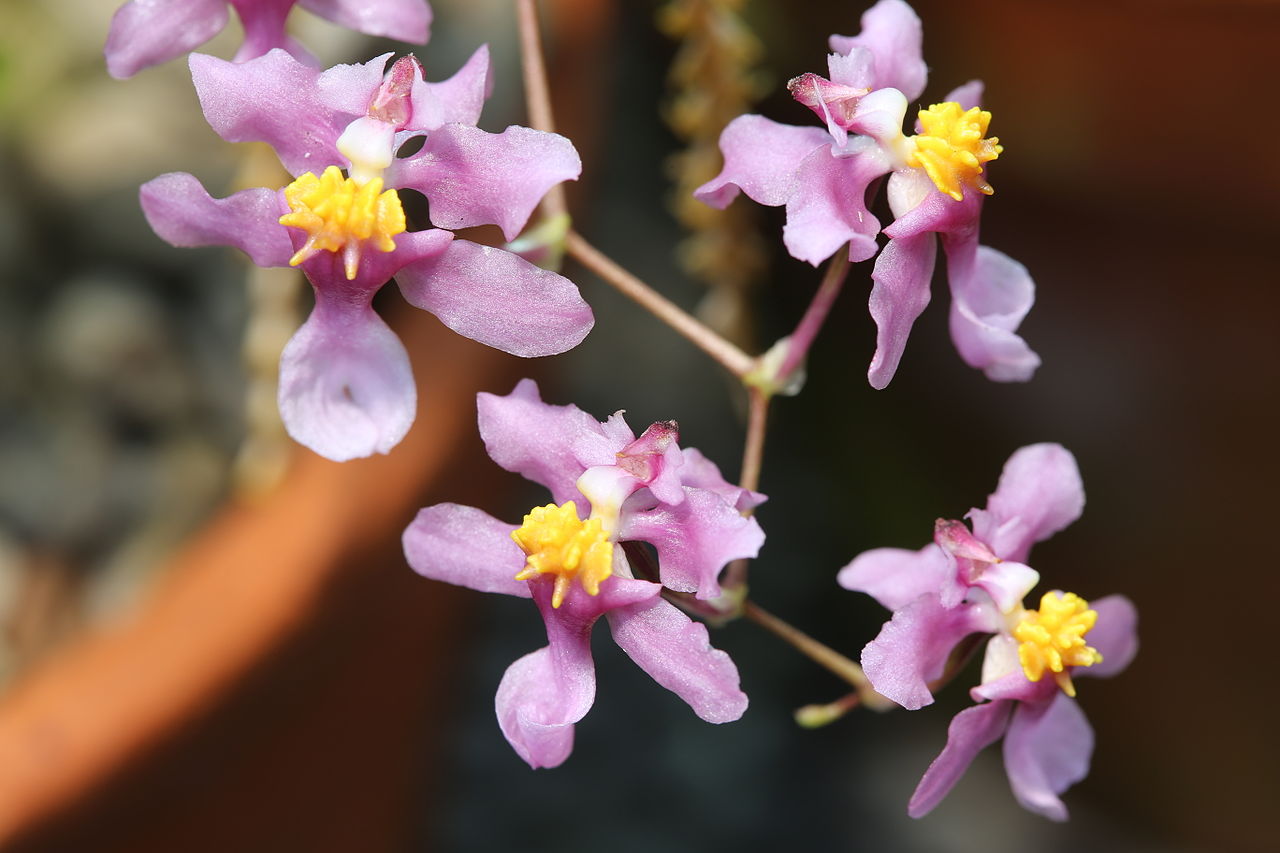 Racimo de flores rosadas y perfumadas de la orquídea conocida en el comercio como Oncidium ornithorhynchum