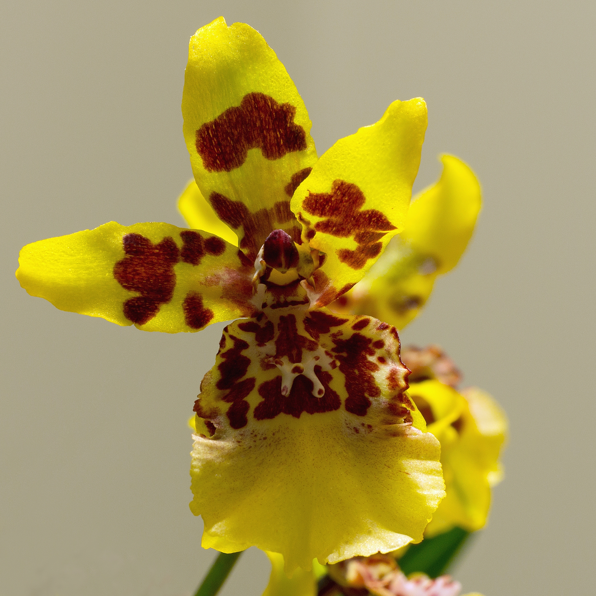 Larga vara ramificada de Oncidium sphacelatum cargada de flores amarillas y castañas