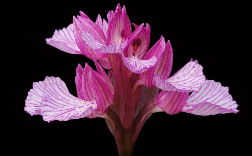 Anacamptis papilionacea, la orquídea mariposa ibérica