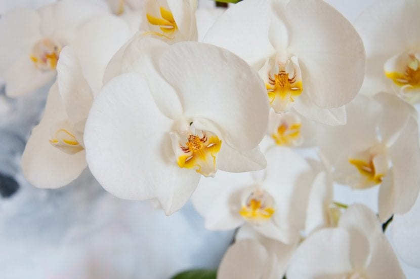 Flor de orquídea blanca Phalaenopsis abierta