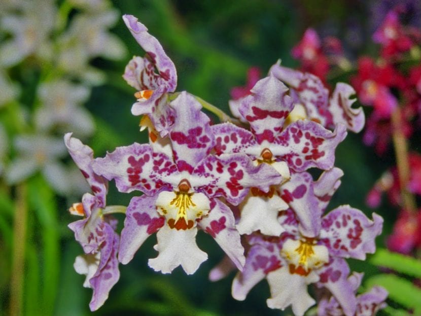 Orquídea Cambria en plena floración