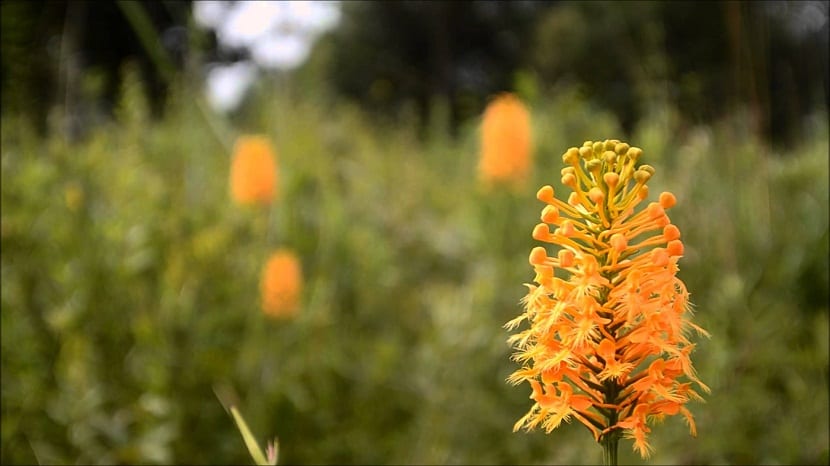 Platanthera ciliaris florecida en su hábitat abierto y húmedo
