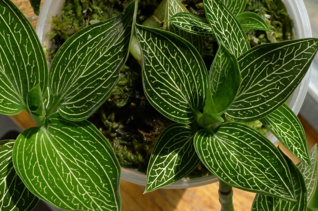 Ludisia discolor: cuidados de la orquídea joya en casa