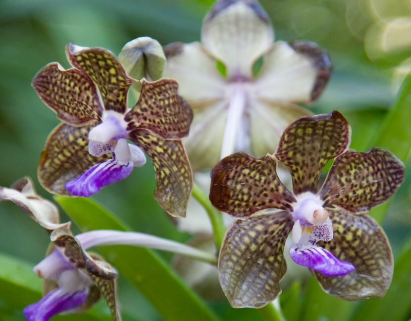 Vanda: cultivo, luz, riego y floración paso a paso