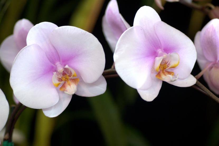 Detalle de flores de Phalaenopsis abiertas sobre la vara floral