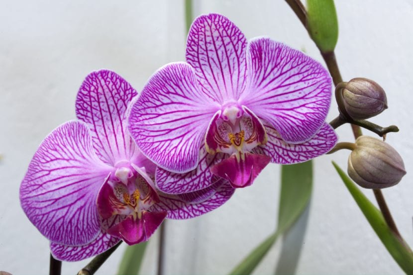 Phalaenopsis en flor con varias flores abiertas en la vara