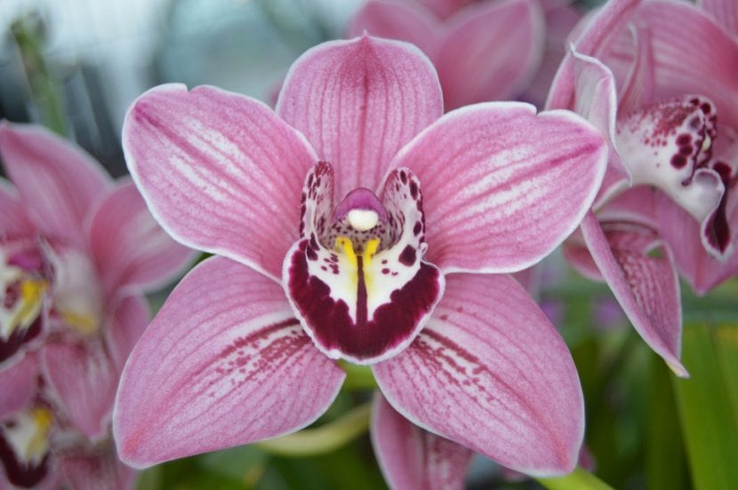 Orquídea mariposa en flor junto a una ventana