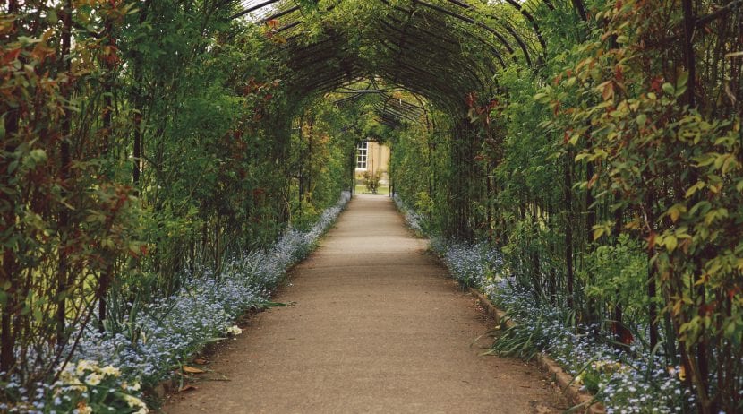 Pérgola de madera cubierta con plantas trepadoras