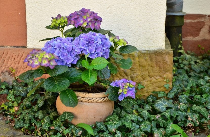Hortensia cultivada en maceta