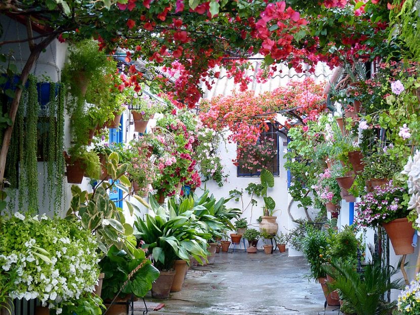 Patio decorado con plantas en macetas