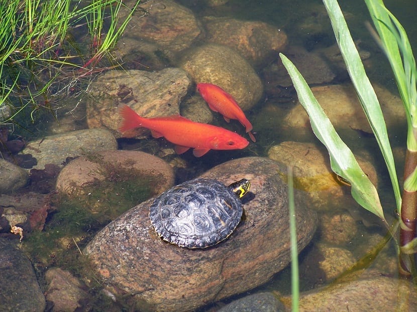 Tortugas de agua conviviendo con peces en un estanque de jardín