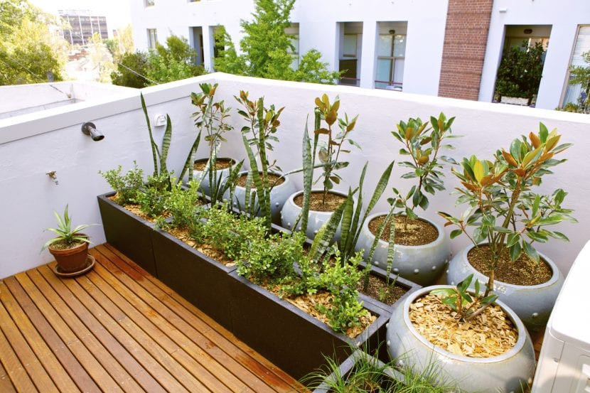 Azotea ajardinada con plantas cultivadas en maceta