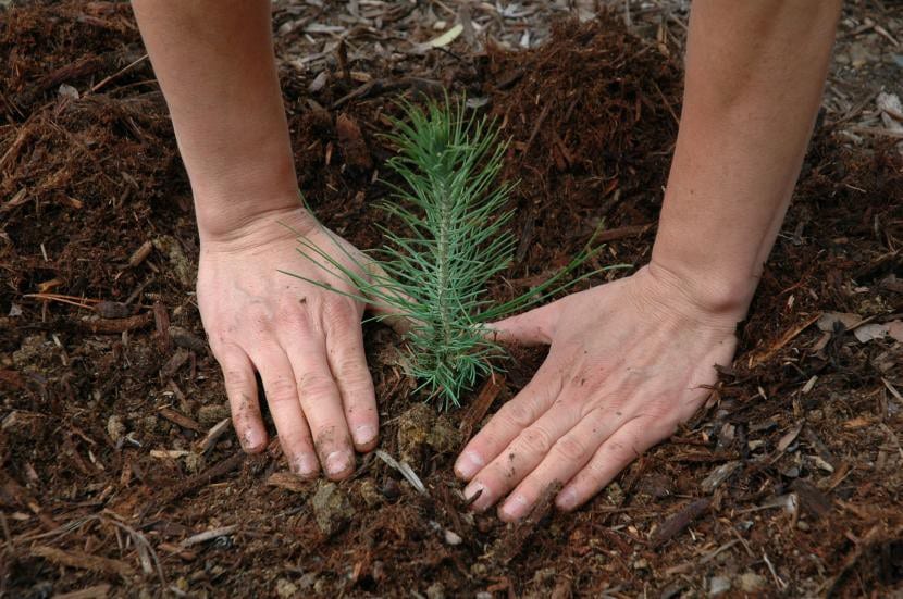 Plantación de un ejemplar joven en zanja preparada