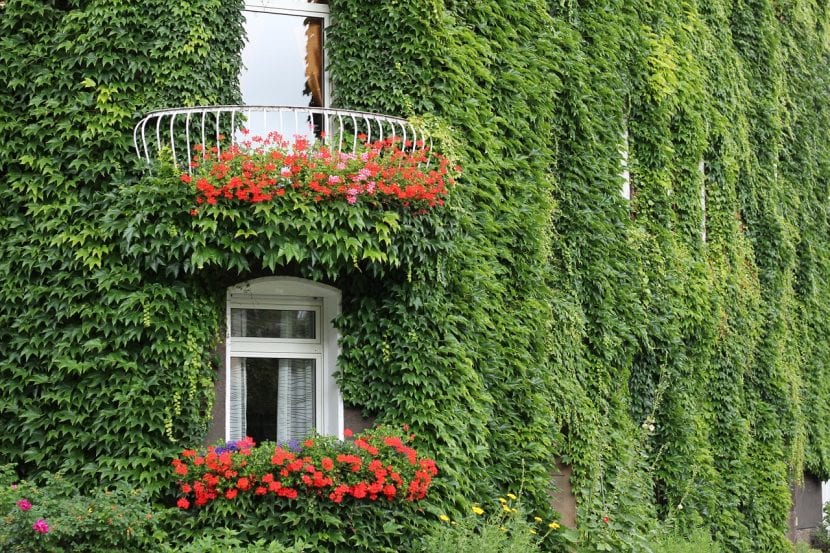 Pared de una casa cubierta por una planta trepadora