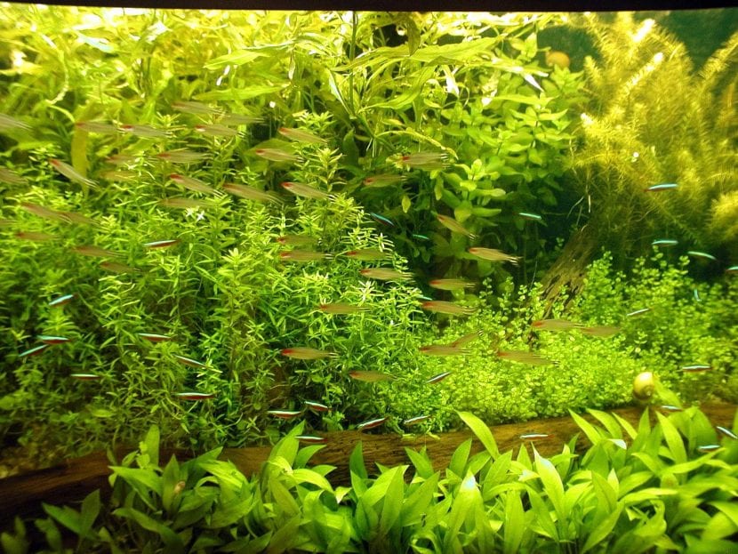 Acuario decorado con plantas acuáticas