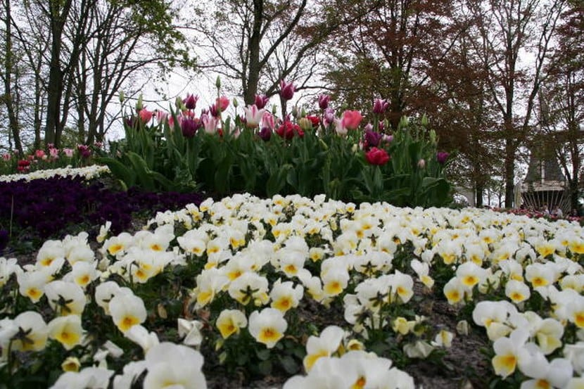 Macizo de flores blancas en un jardín