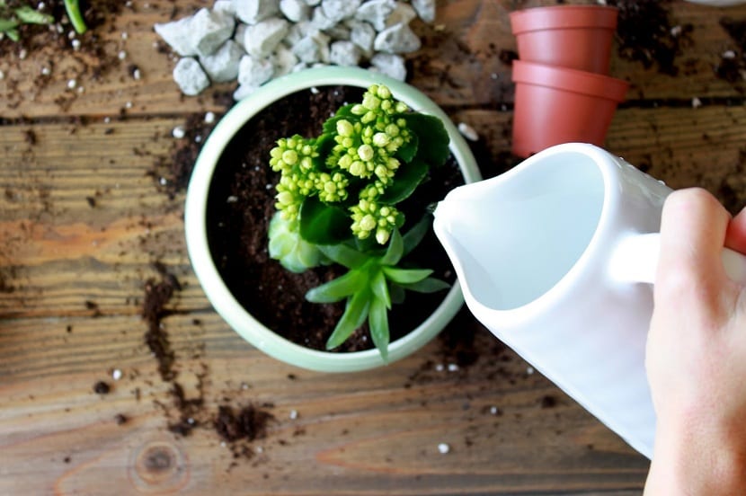 Mantenimiento de un terrario: poda y limpieza del cristal