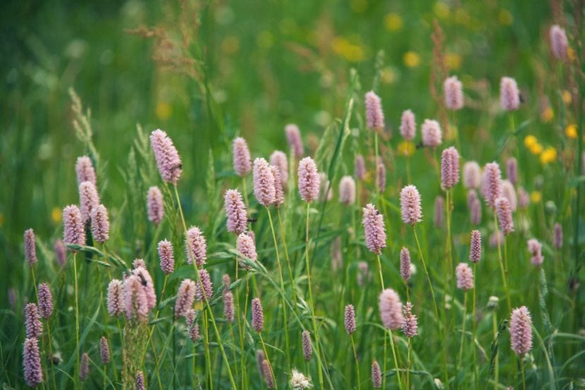 Flores silvestres en una pradera de jardín