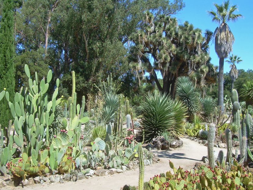 Xerojardín con cactus, agaves y grava