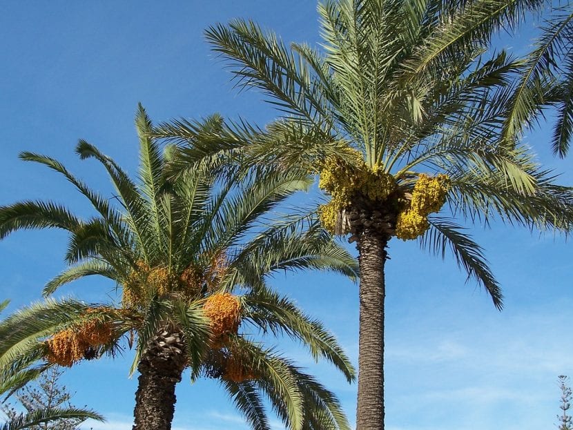 Phoenix dactylifera, la palmera datilera