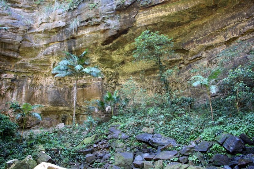 Hábitat natural de la Archontophoenix cunninghamiana en la selva húmeda australiana