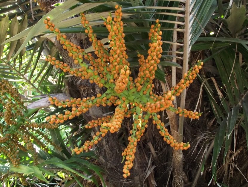 Inflorescencias anaranjadas y aromáticas de Arenga engleri